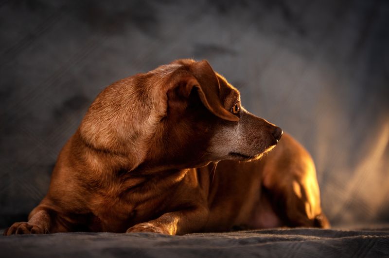 Алекса фото превью