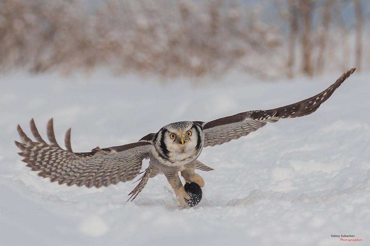 , Валерий Субачев