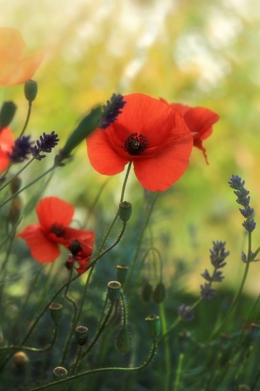 red and lavender фото превью