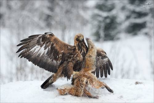 Последнее танго ..