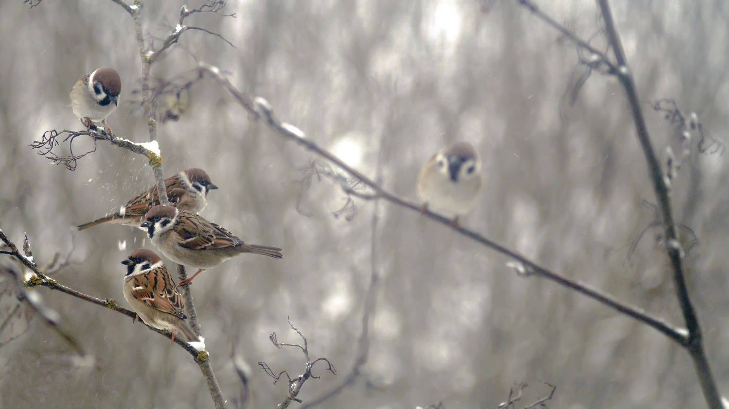 , Светлана Сушкевич