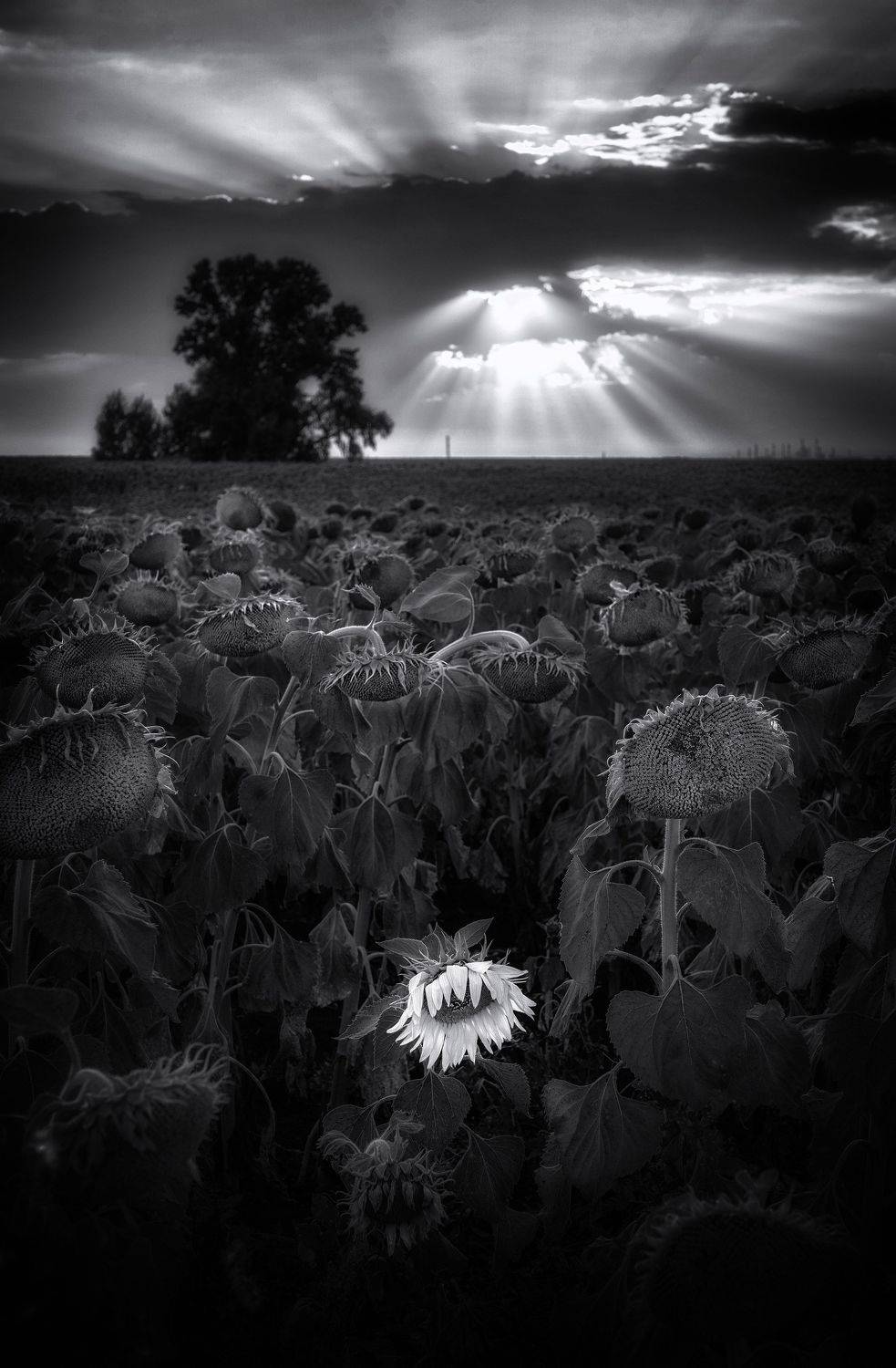 , Тамара Андреева