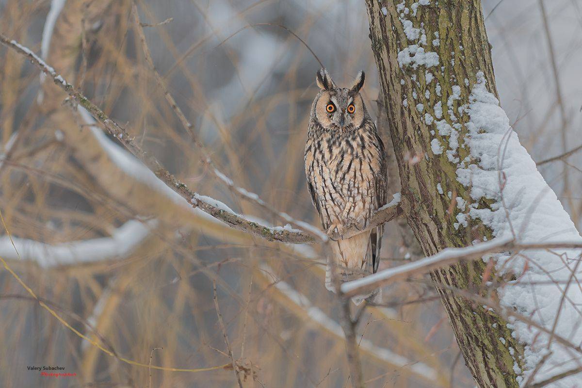 , Валерий Субачев