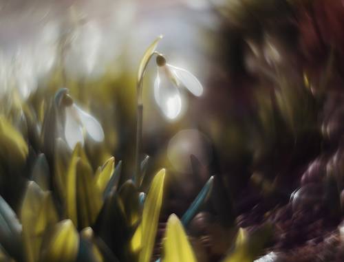 Во дворе зацвели подснежники.