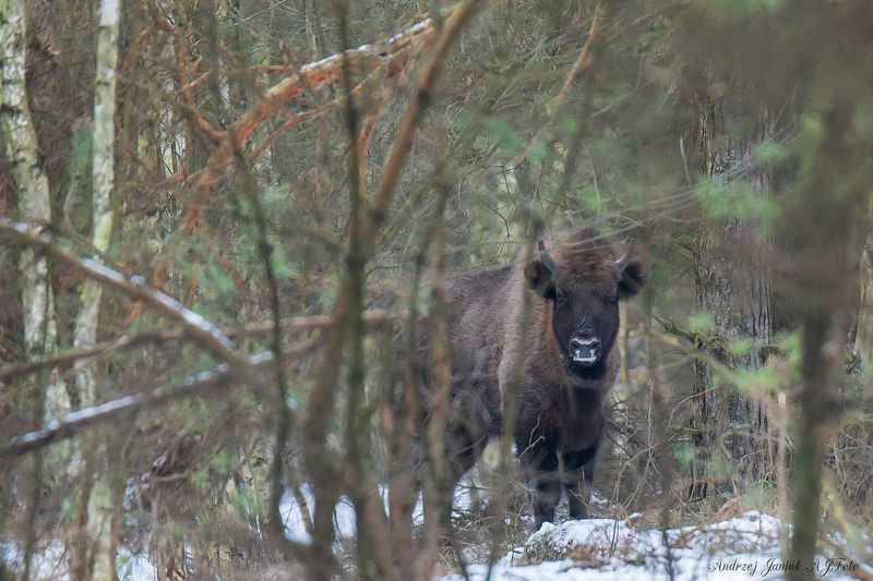 żubr фото превью