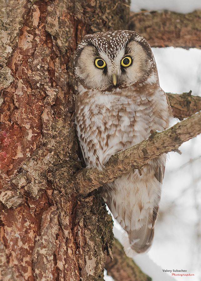 , Валерий Субачев
