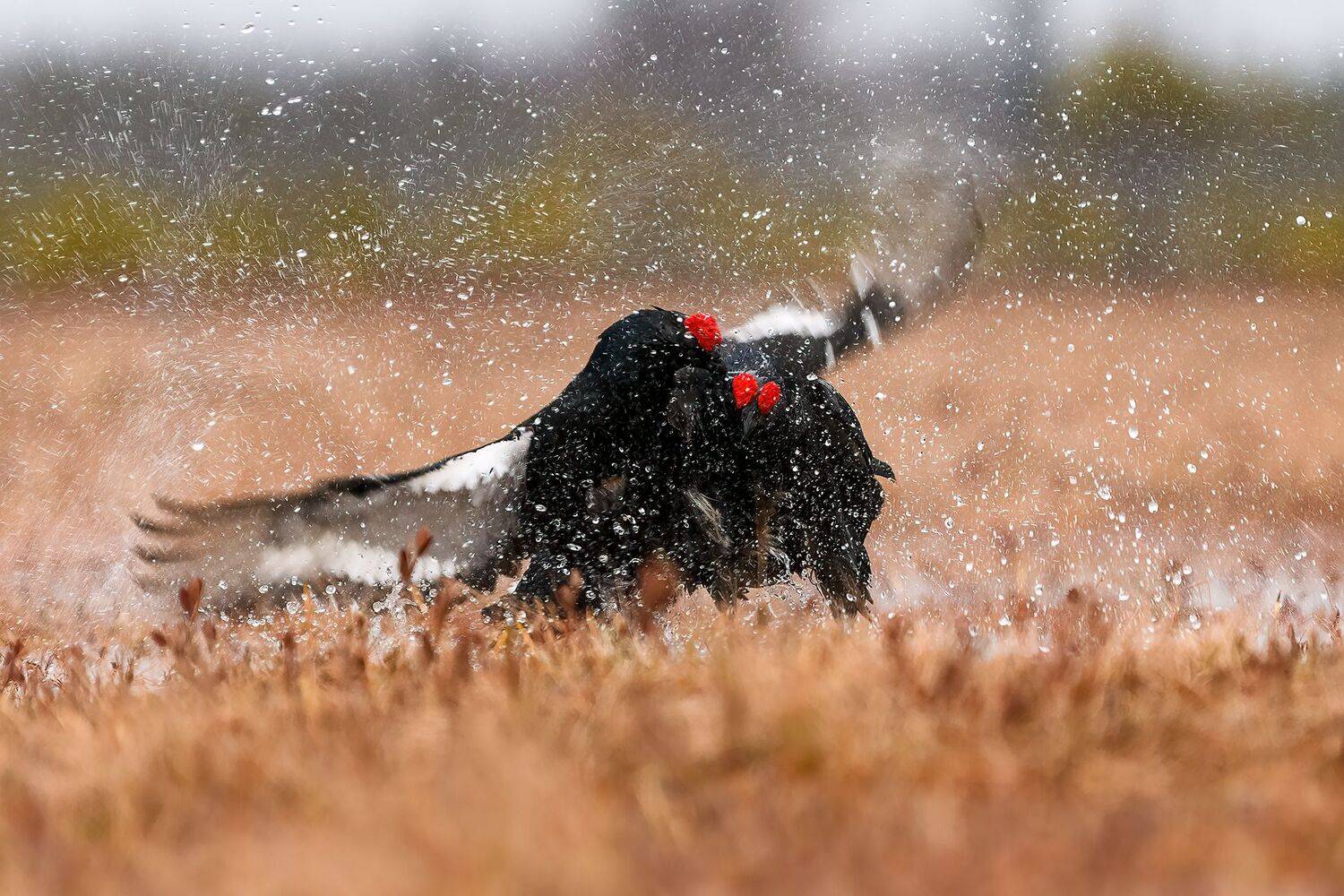 , Михаил Калинин