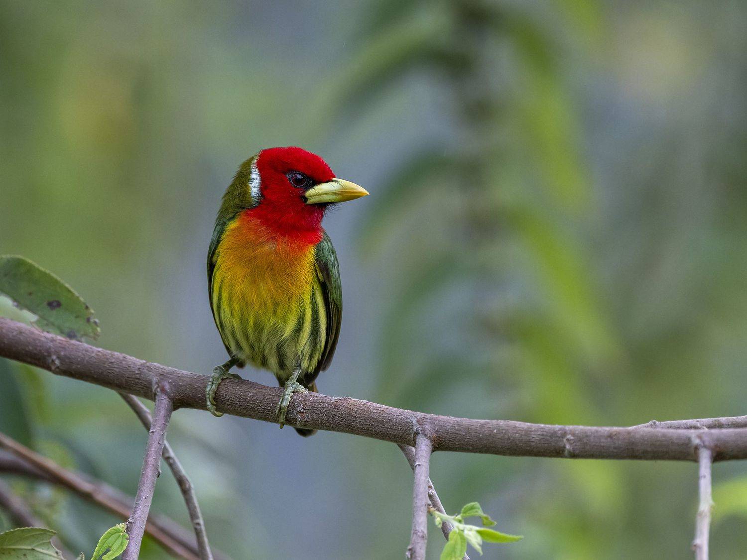 , Fernando Burgalin Sequeira