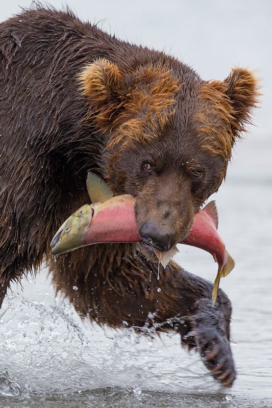 Камчатка, медведь, животные, природа, путешествие, фототур,  Пока никто не видит фото превью