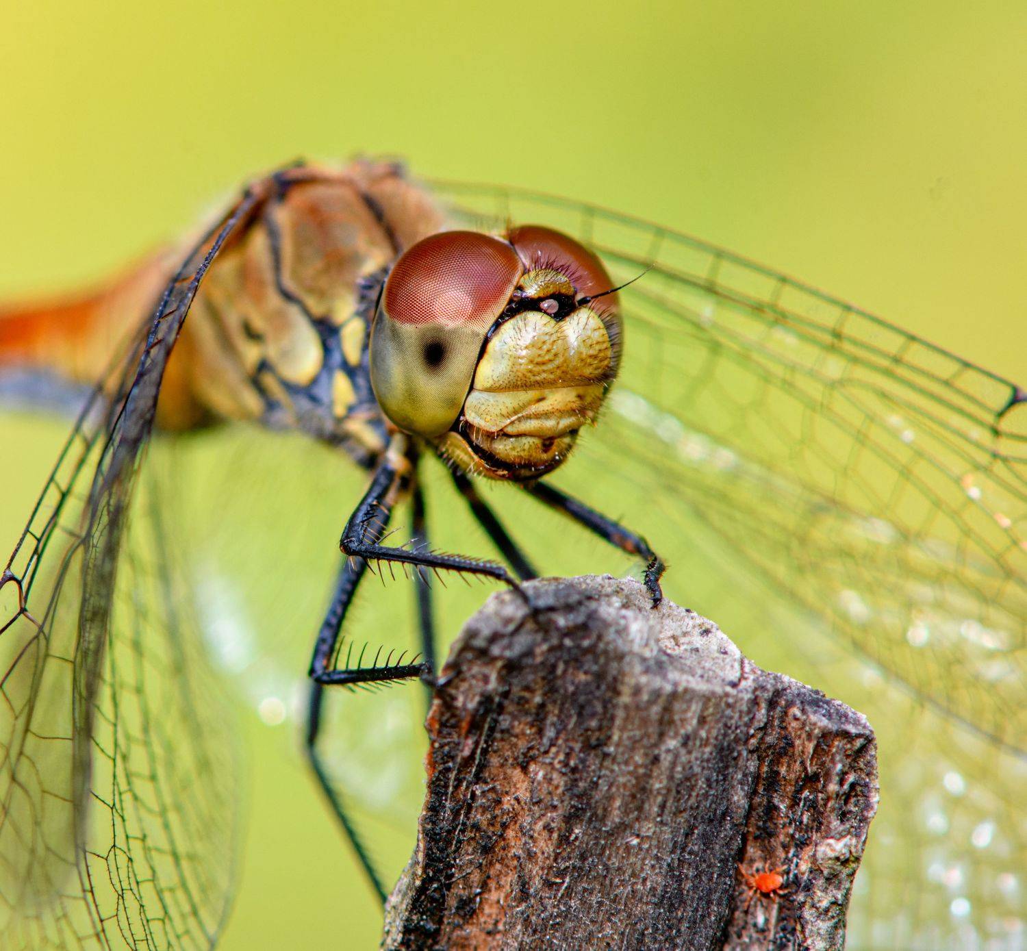 diplacodes bipunctata, dragonfly, insect, animal, wild, macro,  Mykhailo