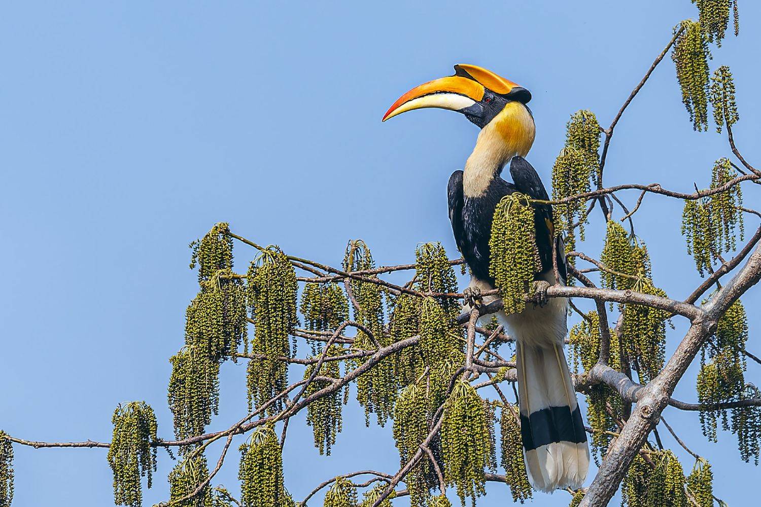 双角犀鸟（学名：buceros bicornis）, Liu YuDong