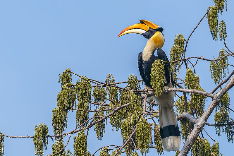 双角犀鸟（学名：buceros bicornis） 双角犀鸟（学名：Buceros bicornis） фото превью