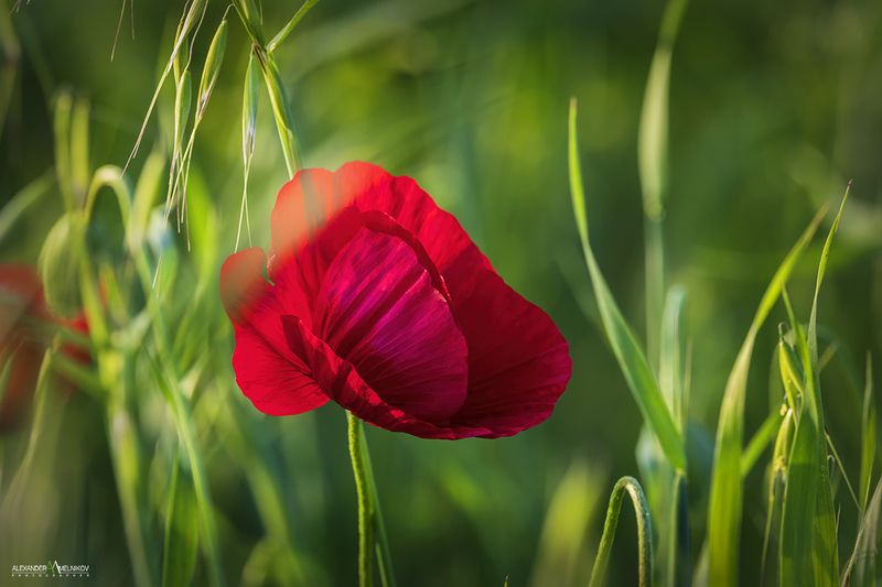 Нежность фото превью