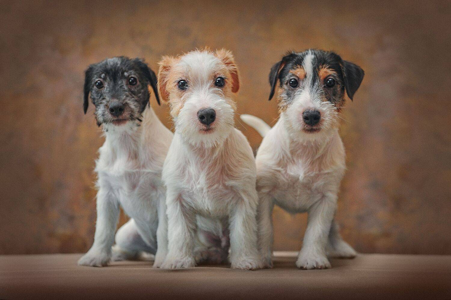 , Ксения Лысенкова