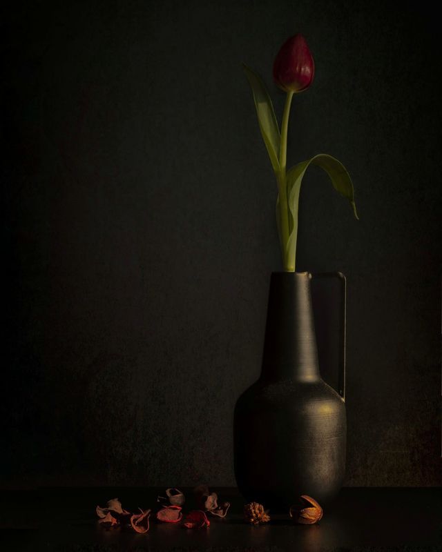 Tulipán фото превью