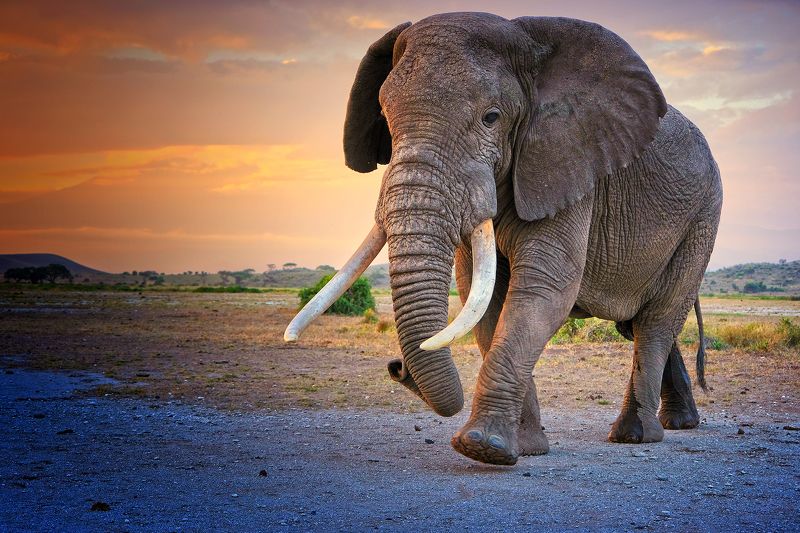 Paskal фото превью