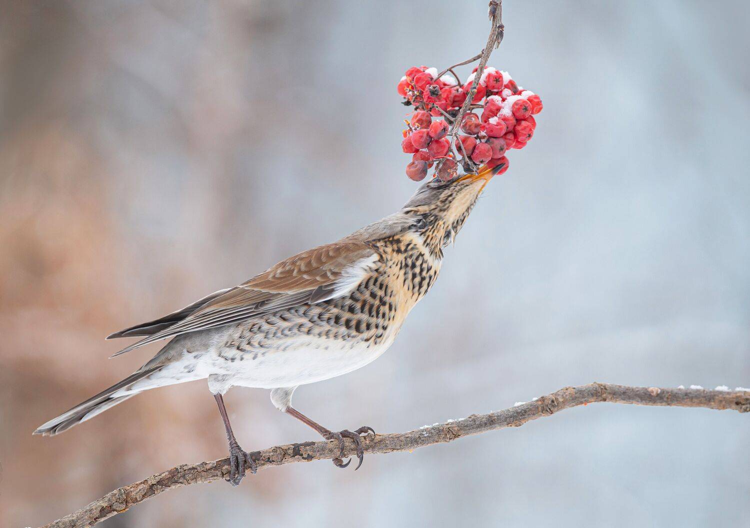 птицы,природа, зима, Андрей Киселёв