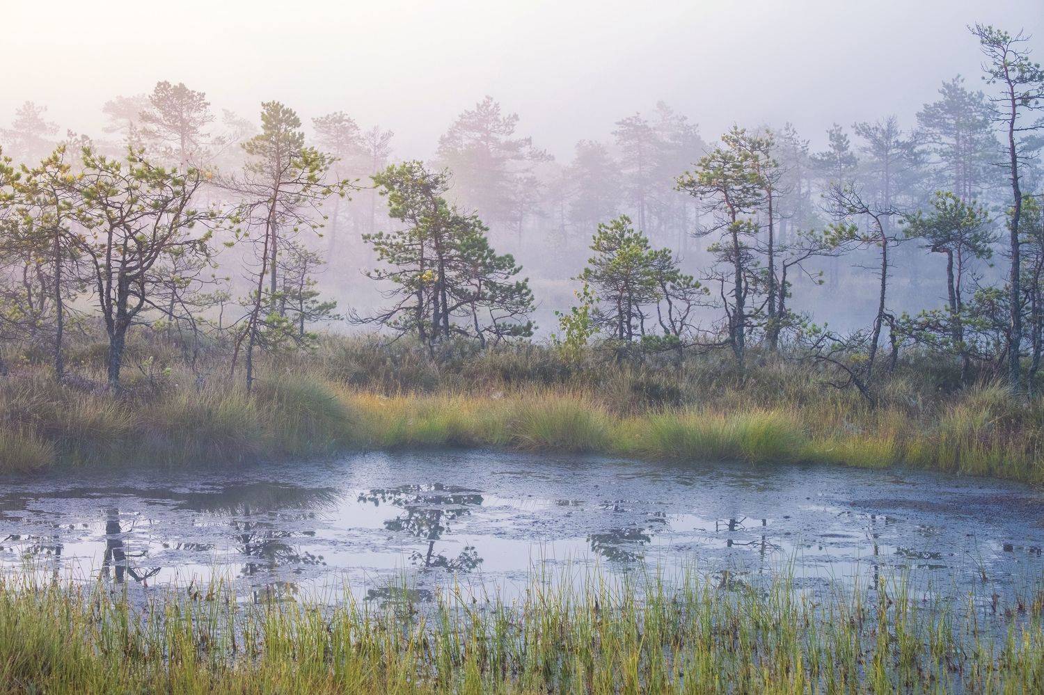 , Светлана Краюшкина