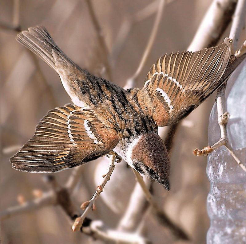 Воробушек фото превью