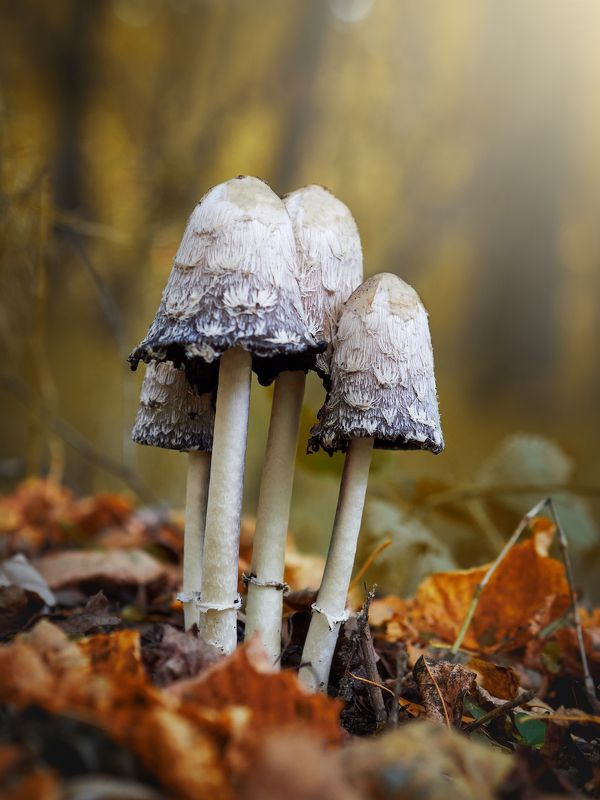 Копринус фото превью