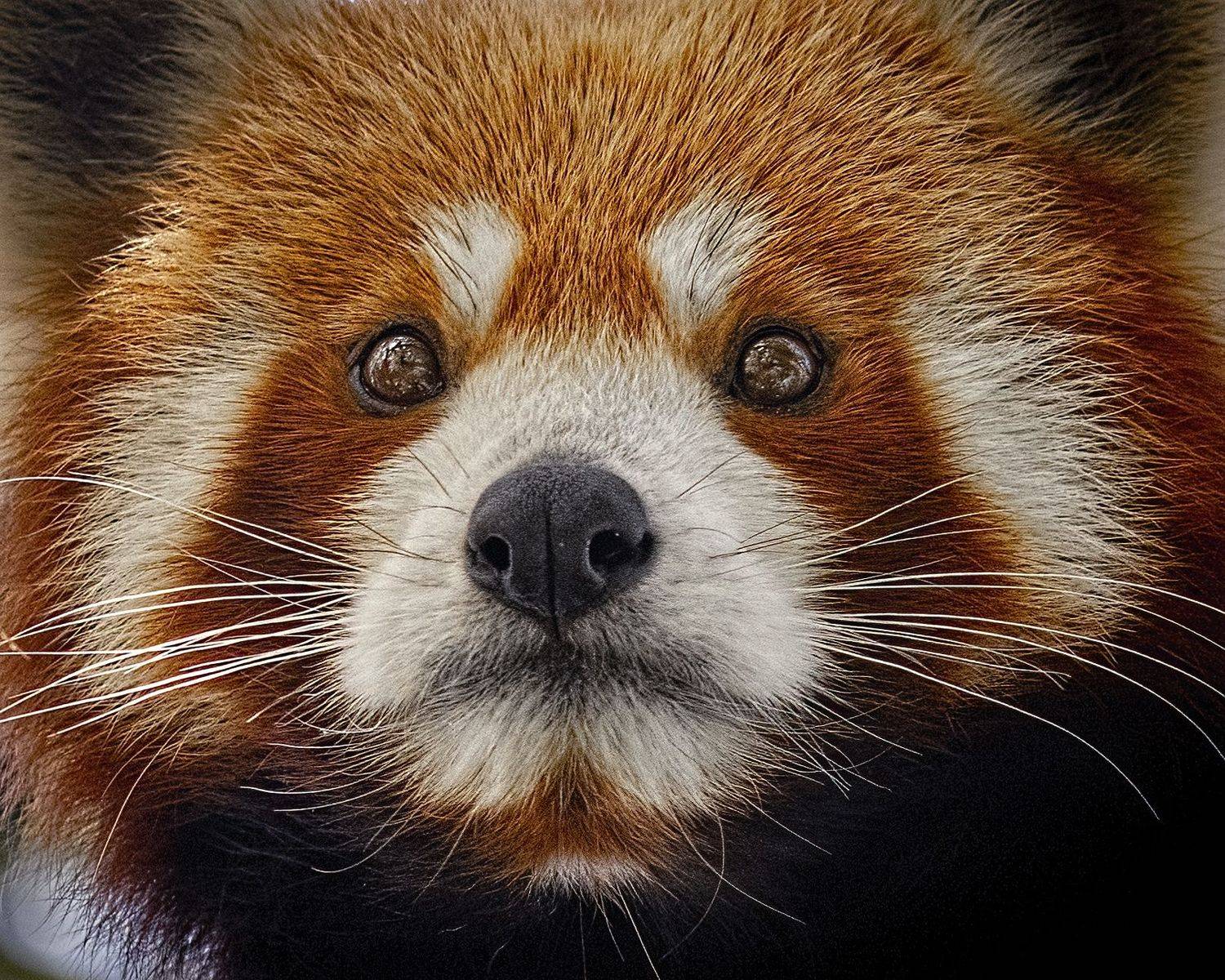 Red Panda, Arpan Saha