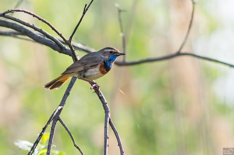 bluethroat, bird, birds, morning, nature, spring, Luscinia svecica, natural, birdwatcher, springtime Springtime фото превью