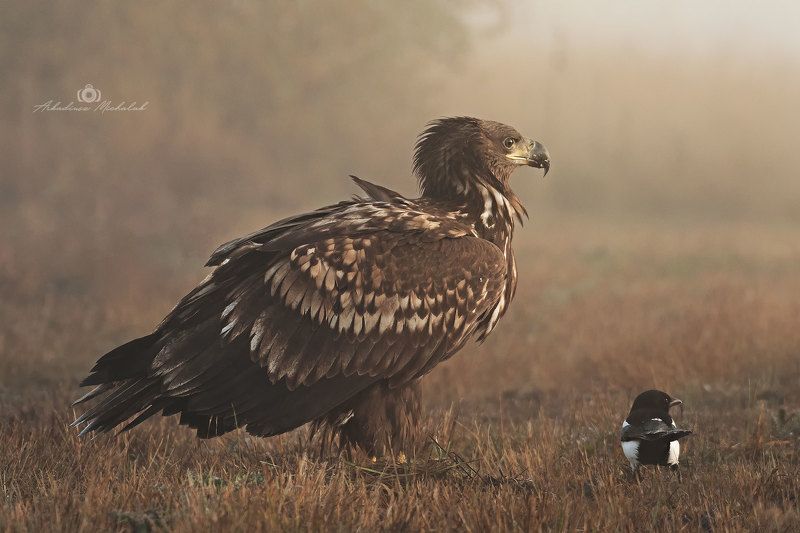 Bielik (Haliaeetus albicilla) фото превью