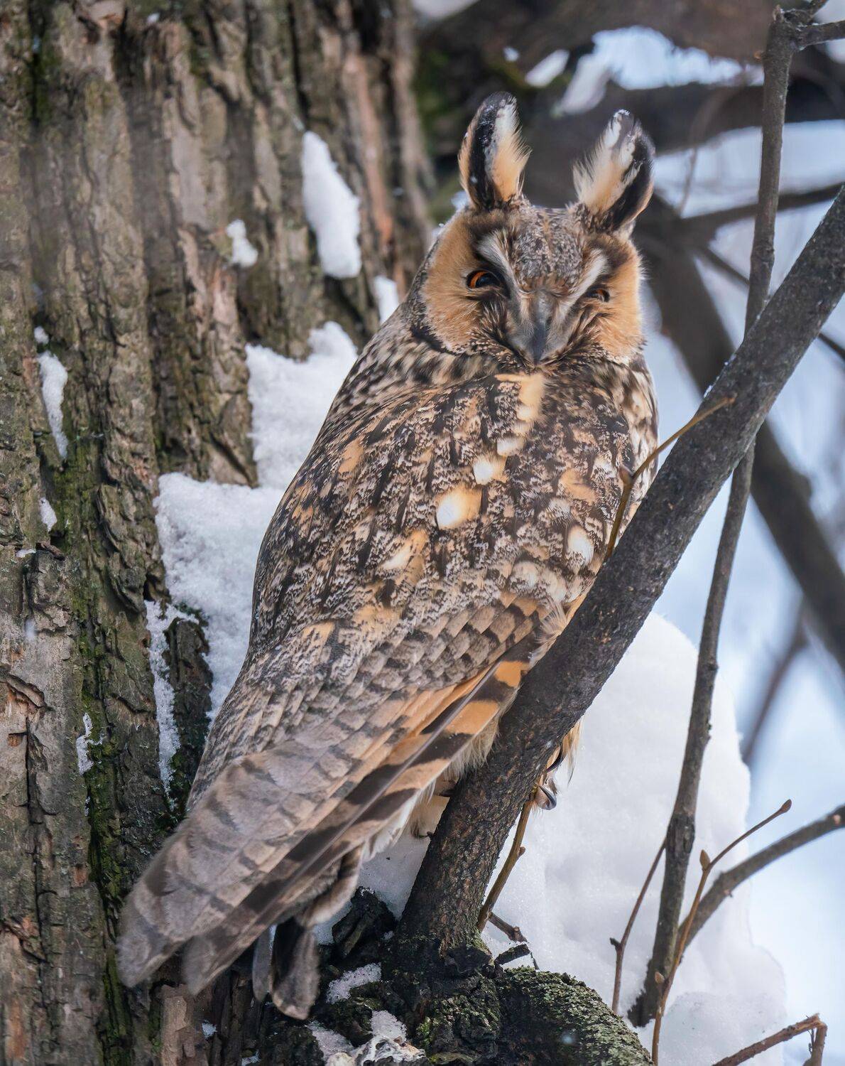 , Константин Дэм