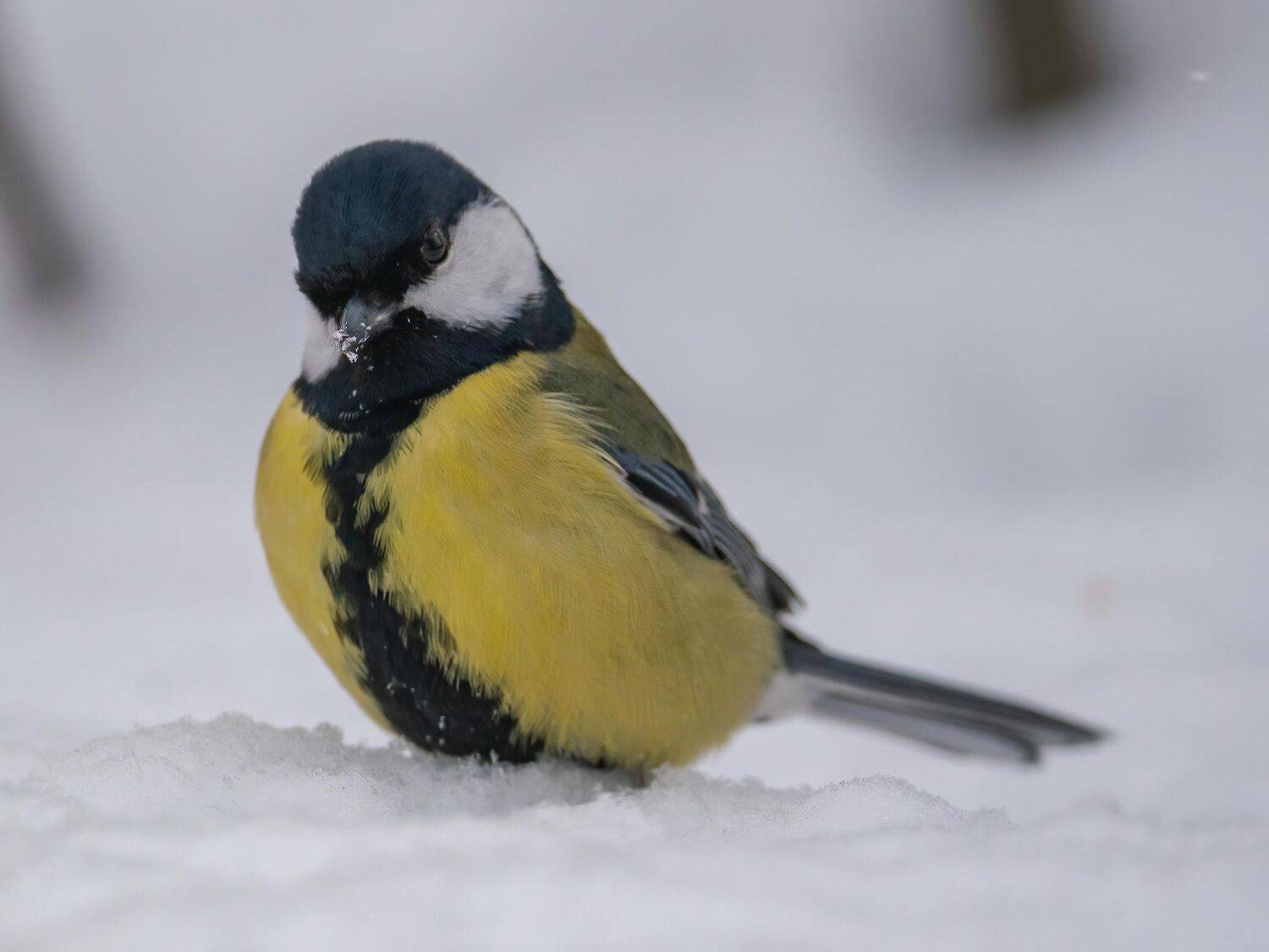 , Константин Дэм