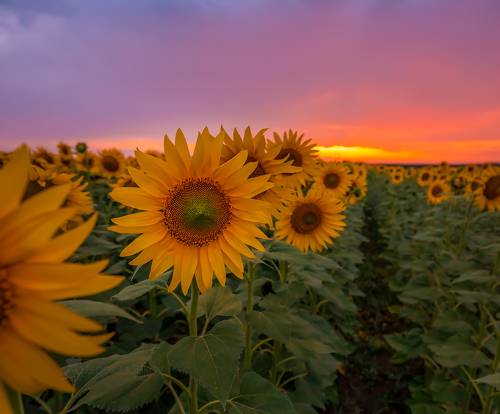 ПодСолнечное лето!