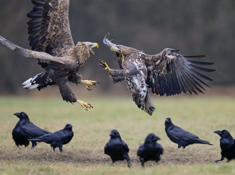 white-tailed eagle , haliaeetus albicilla battle on the second floor фото превью