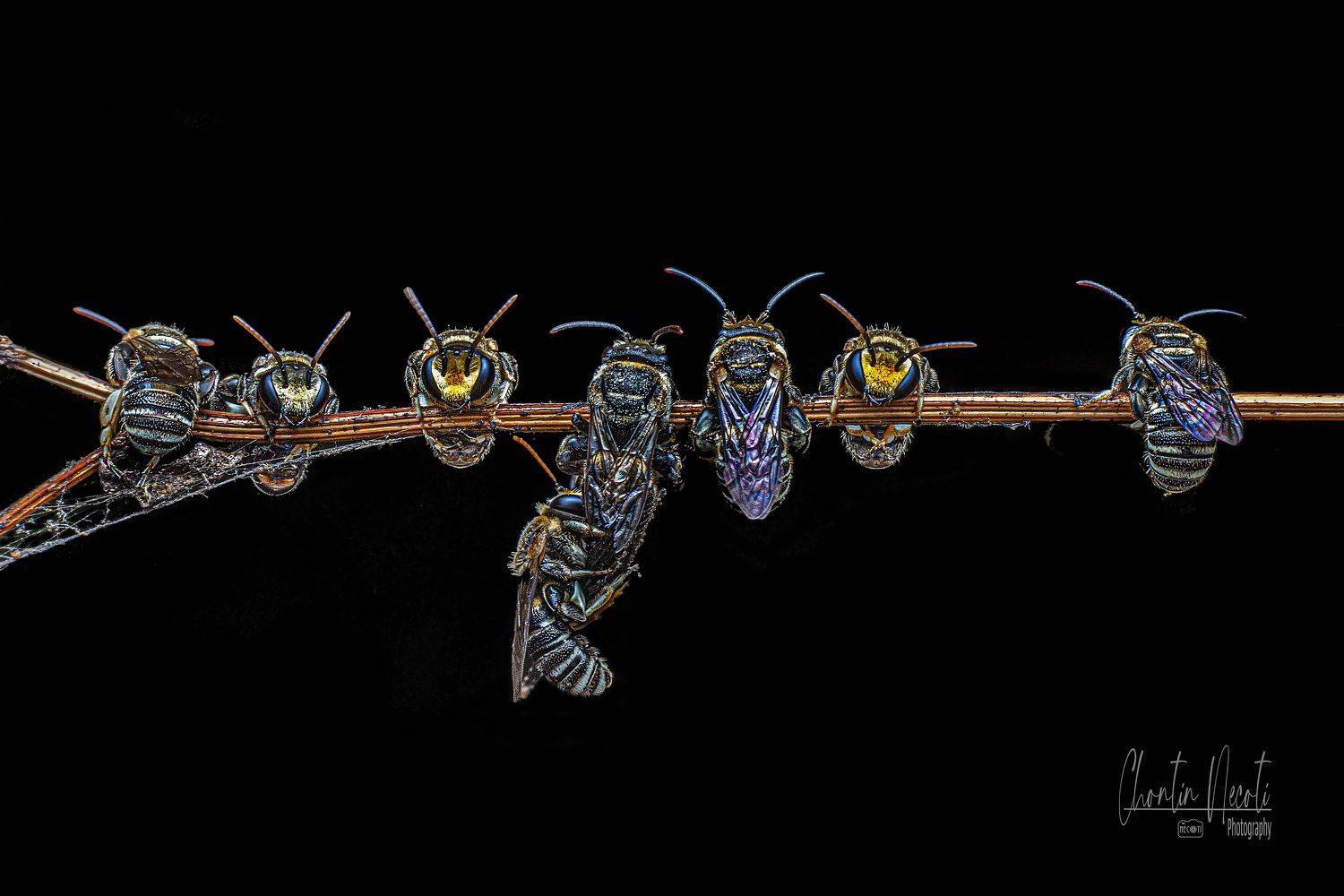 little, bees, sleep, dark, small, macro, insect, animal, nature, natural, black, NeCoTi ChonTin