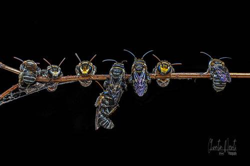 Little bees are sleeping