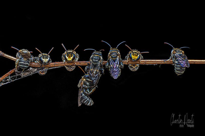 little, bees, sleep, dark, small, macro, insect, animal, nature, natural, black Little bees are sleeping фото превью