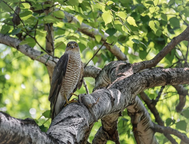 ястреб перепелятник, Сказал, идти мимо..! фото превью