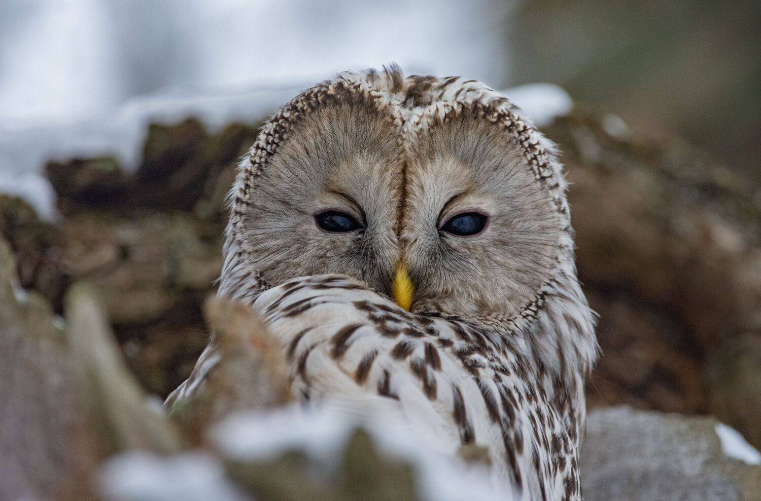 длиннохвостая неясыть, уральская неясыть, strix uralensis, Татьяна Ливеровская