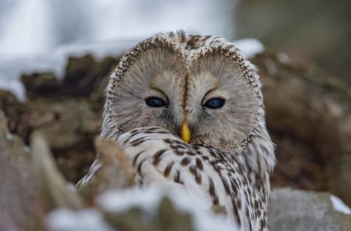 Длиннохвостая неясыть (Strix uralensis).