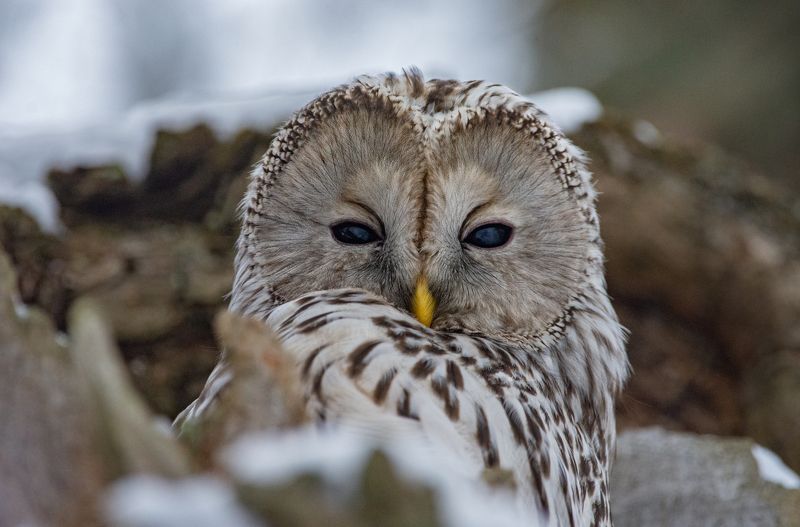 длиннохвостая неясыть, уральская неясыть, strix uralensis Длиннохвостая неясыть (Strix uralensis). фото превью
