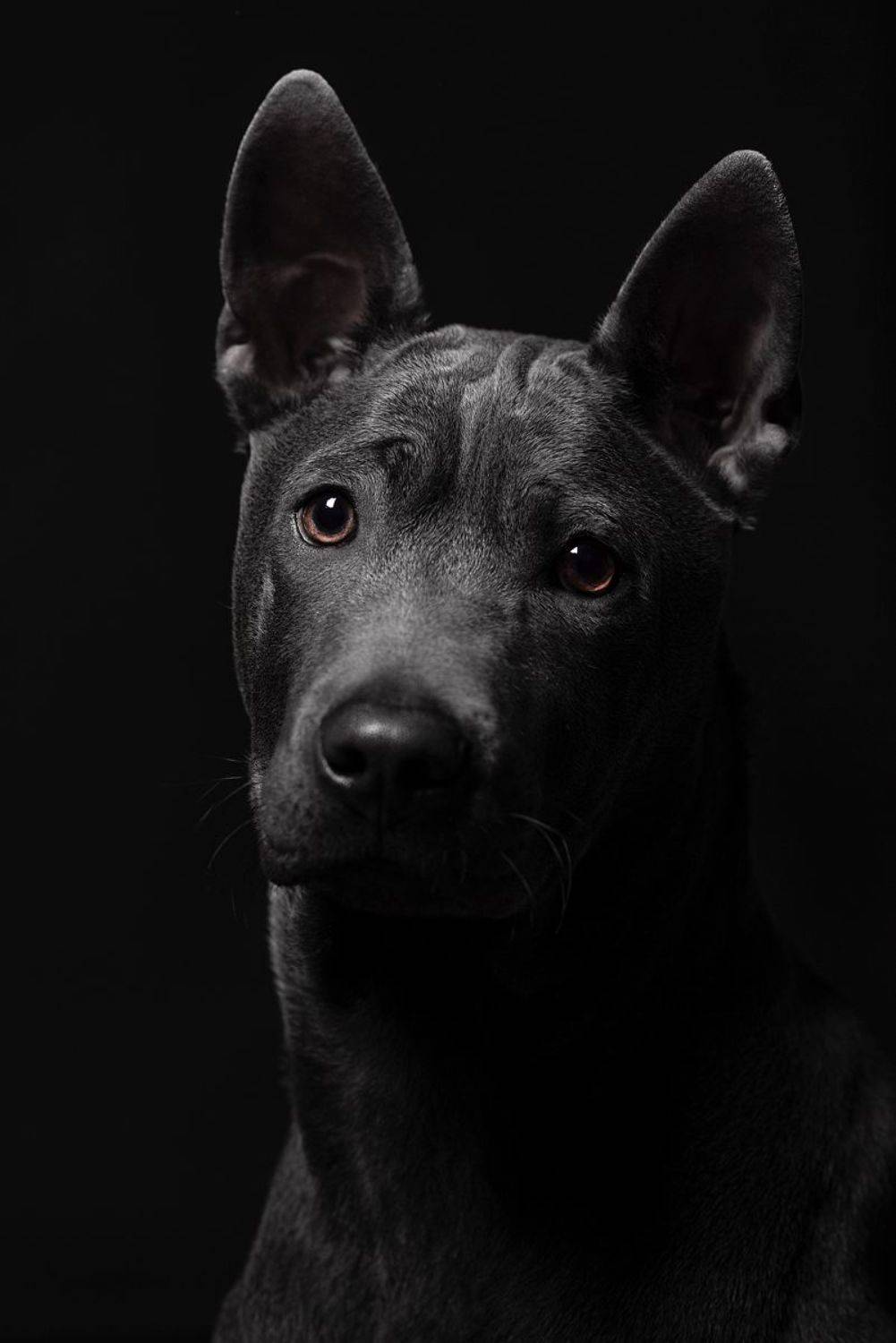 собака, животное, dog, тайский риджбек, щенок, Евгений Крутиков