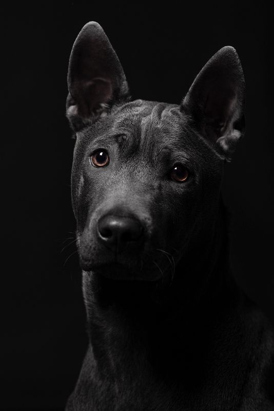 собака, животное, dog, тайский риджбек, щенок Грай фото превью