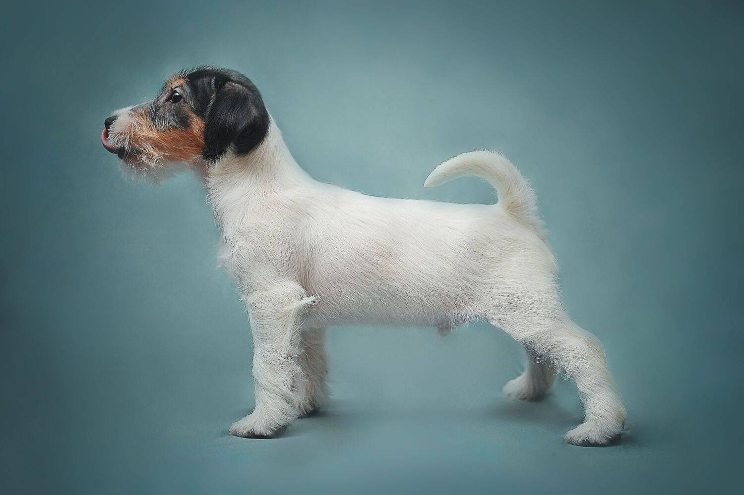 , Ксения Лысенкова