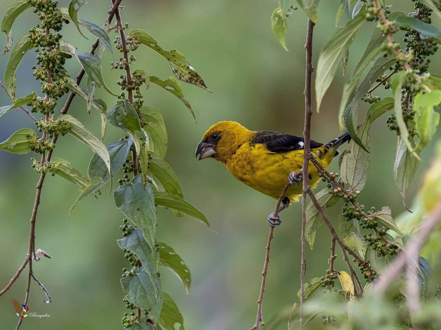 , Fernando Burgalin Sequeira