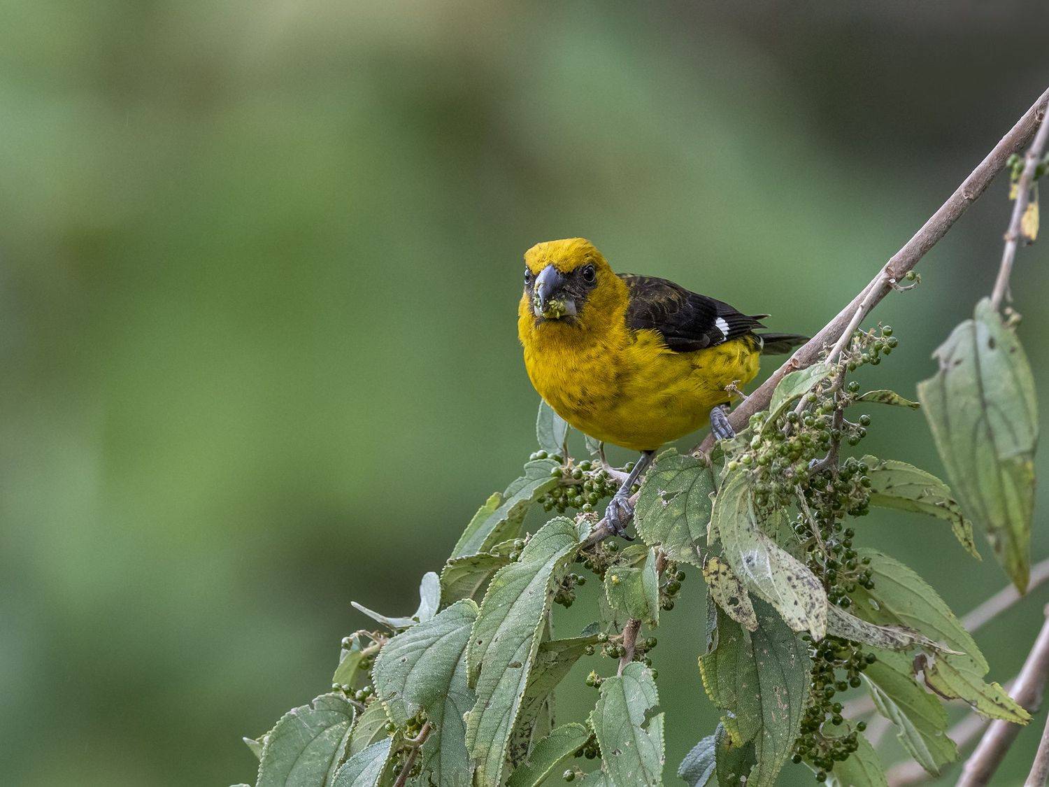 , Fernando Burgalin Sequeira