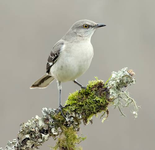 Многоголосый пересмешник - Northern Mockingbird
