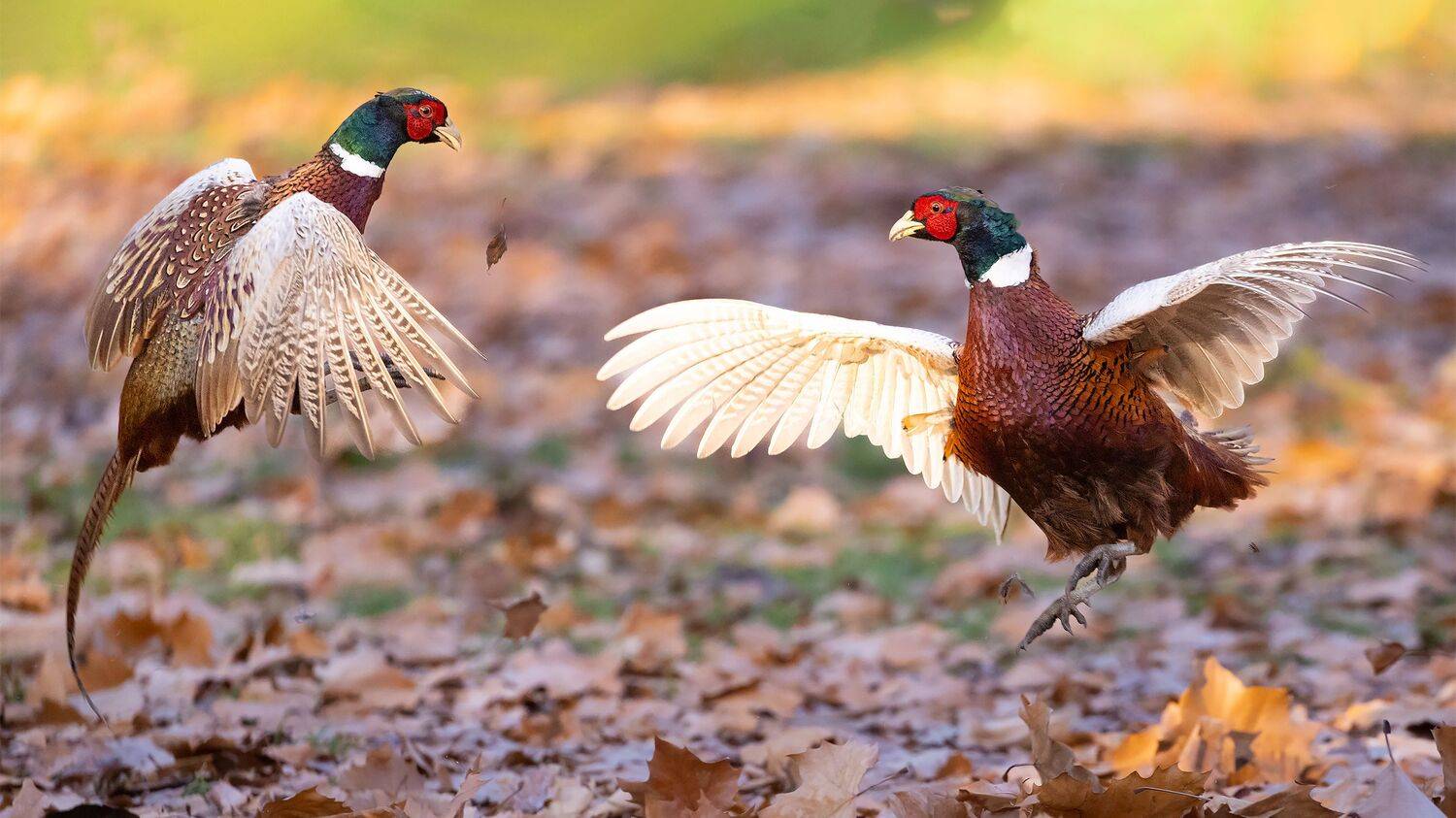 , Robert Adamec
