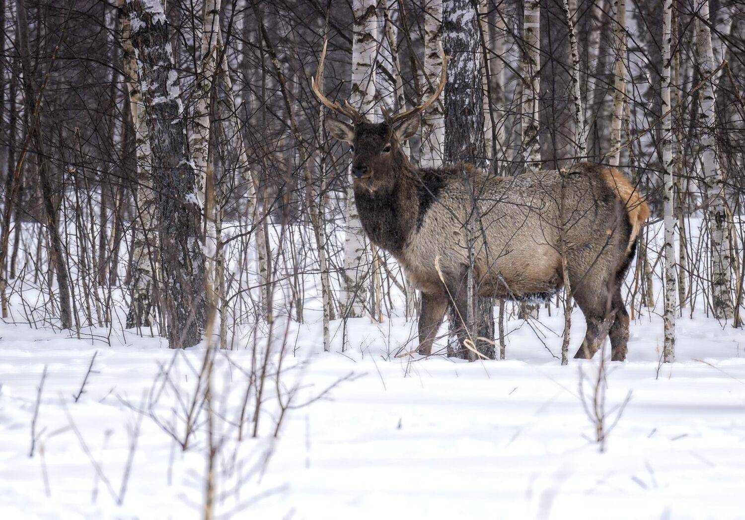 олень,фотоохота,зима,лес., Анатолий Салтыков