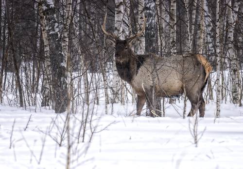 Благородный олень.