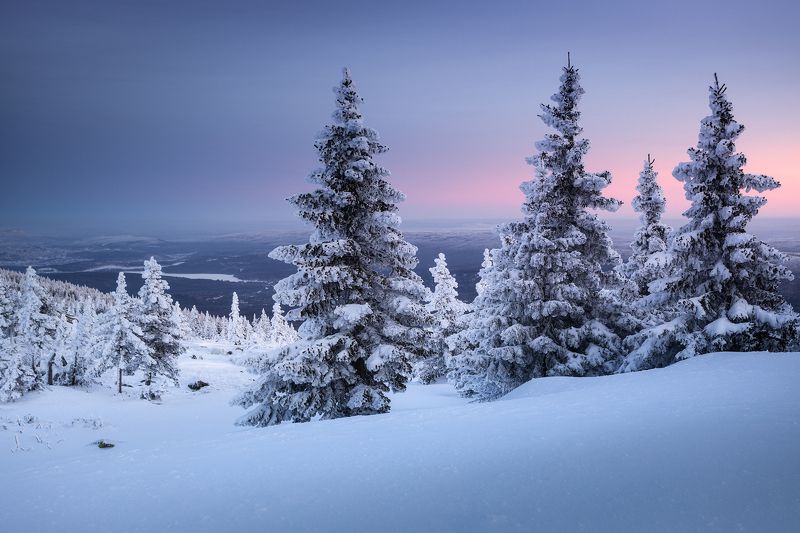 Елочки фото превью