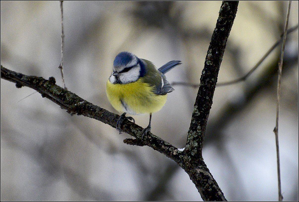 москва, лес, лазоревка, АНАТОЛИЙ ДОВЫДЕНКО