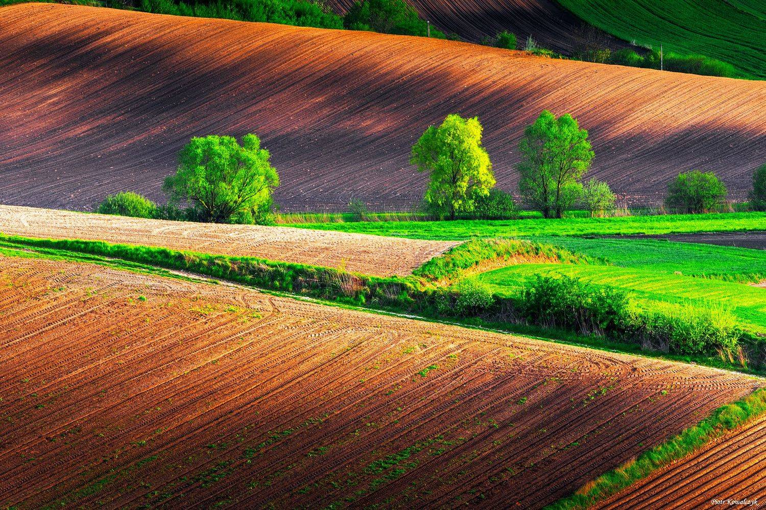 polska, ponidzie, wiosna, pola, drzewa, Kowalczyk Piotr